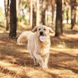 Juguete con forma de bola para perros bola para mascotas bola de salsa elástica juguete para masticar mascotas suministros para mascotas - Imagen 1 de 20