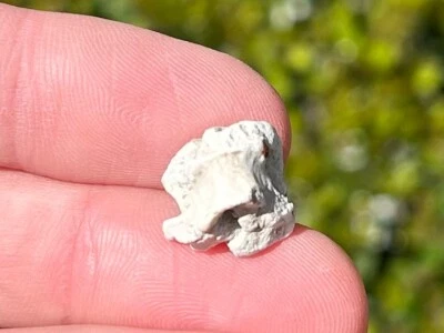 Fossil Permian Reptile or Amphibian Vertebrae in Matrix Dinosaur Bone Oklahoma - Image 1 of 4