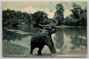 Postal Elefante de Ceilán Elefante de Sri Lanka Elephas maximus maximus - Imagen 1 de 2