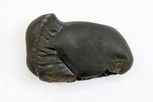 Antico Matsya Shaligram 3 pollici wt-143 origine fiume Gandaki Nepal decorazione tempio - Foto 1 di 4