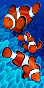 Toalla de baño de playa de terciopelo acuático para peces payaso 30x60 100 % algodón - Imagen 1 de 1