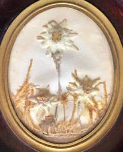 Edelweiss séchées — cadre à patine acajou, verre bombé cerclé de laiton c. 1920 - Foto 1 di 3