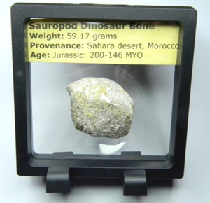 Jurassic Sauropod Dinosaur Bone Provenance: Sahara Desert, Morocco 59.17 grams - Picture 1 of 7