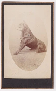 Perro perro chien / Retrato CDV foto 1870 - Imagen 1 de 1