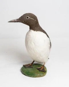 Taxidermy Common Guillemot - Picture 1 of 4
