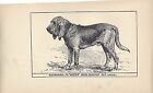 1900 UK Original Dog Art Pen Ink Print RH Moore Champion BLOODHOUND "Nestor"