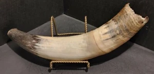 Single 16" Long Bovine/Cow/Bull Steer Horn Longhorn Hollow Taxidermy Unpolished - Picture 1 of 10