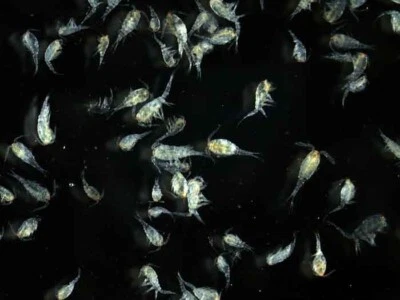 MT AQUATICS Healthy Freshwater Copepods & Phytoplankton Cultured For Any Breeding Project