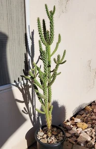 Cylindropuntia Spinosior Dwarf Pinaleno Mountains AZ Cholla Cactus Cuttings (3) - Picture 1 of 3