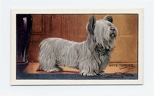 SKYE TERRIER GALLAHER 1936 HUNDE EINE SERIE HUND ZIGARETTENKARTE #3 - Bild 1 von 2