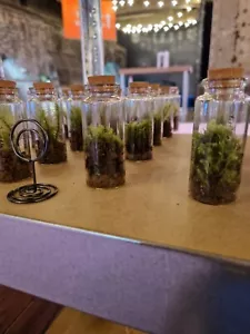 Mossariums, Multiple Kits, Shapes, Bulbs, Love Hearts, Live moss, perfect gift - Picture 1 of 2