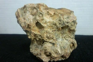 Specimen Unique Pennsylvania Rock w/  Fossil Impressions - Picture 1 of 15