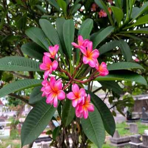 Mexican Red Plumeria Temple Tree Seeds (P. rubra) Tropical Frangipani Flower - Picture 1 of 11