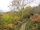 Photo 12x8 Autumn at Pease Dean Old Cambus On the path in the woods at Pea c2009