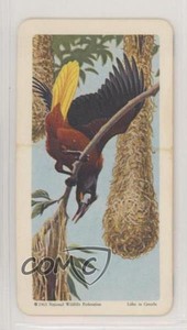 1964 Brooke Bond Red Rose Tropical Birds Tea American Blue Backs #41 z6d