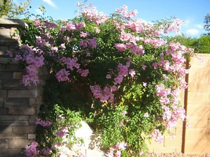 PODRANEA RICASOLIANA CONTESSA SARAH - BIGNONIA ROSA, 10 SEMI SELEZIONATI - Foto 1 di 2