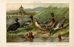 DUCKS....Print...1894 - Picture 1 of 1