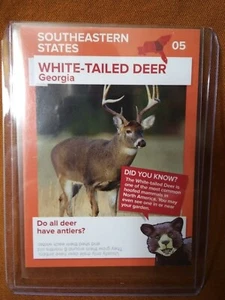 Winn Dixie Go Wild White-tailed Deer - Picture 1 of 1