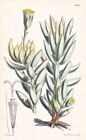 Senecio (Kleinia) Haworthii South Africa Fiore Botany Lithograph Curtis