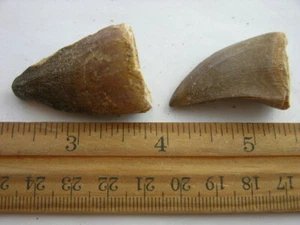 Dinosaur fossil teeth late Cretaceous Mosasaurus lot of 2 teeth 1-2 inch DK66 - Picture 1 of 2
