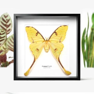 Comet Moth Butterfly Insect Bug Taxidermy Box Frame Home Decor Interior Design - Picture 1 of 3