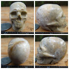 2.02" Coral Fossil Skull Carved Stone 90.2g 3.2oz Crystal Healing Realistic