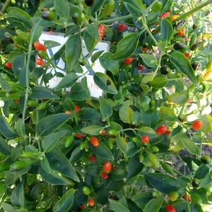 Florida Wild Bird , 10 semillas , Capsicum annuum  (391) - Picture 1 of 1