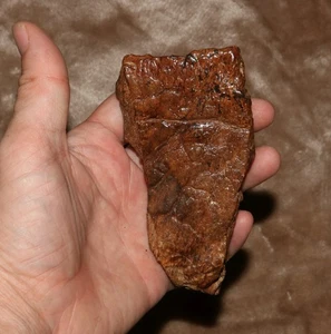 Triceratops Frill - Amazing Patina Dino Fossil Hell Creek Formation CRETACEOUS - Picture 1 of 10