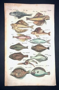 MERIAN - RODABALLO SOLLA - PL.22 - FOLIO - GRABADO ORIGINAL - 1650 - 1ª EDICIÓN - Imagen 1 de 1