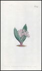 1808 Curtis Botanical Massonia Ensifolia Trumpet Flower Pl 554 (Cb1/163)