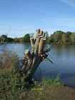 Photo 6x4 Dead tree Hainault Forest Country Park Beside the lake. c2011