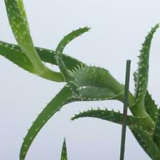 Aloe Pflanzen, Zimmerpflanzen