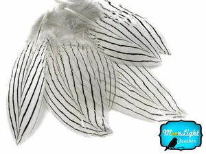 30-50 Stück Natur Weiß Silber Fasan Gefieder Riegelfedern Schmuck - Bild 1 von 3