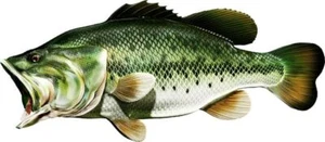 Large Mouth Bass Vinyl Sticker Fish Decals for Boat Car Vehicle Truck Fishing - Picture 1 of 13