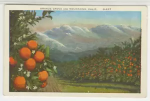 CA Postcard View Of Orange Grove And Mountains - California vintage linen QQ - Picture 1 of 2