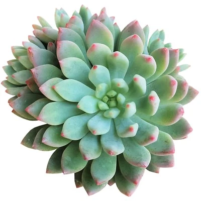 Echeveria Blue Elf Succulents (2'' or 4'') - Image 1 of 4