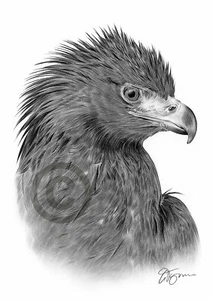 GOLDEN EAGLE Vogel Bleistiftzeichnung Kunstdruck A4 / A3 signiert von UK - Bild 1 von 1