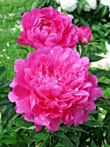 10 PRINCESS PEONY TREE PEONY SEEEDS - (Paeonia suffruticosa) - Picture 1 of 2