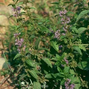 Mentha arvensis 30+ piezas semillas frescas, semillas de menta, semillas de hierbas - Imagen 1 de 6