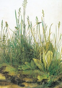 Postkarte / Kunstkarte: Albrecht Dürer - Das große Rasenstück - Bild 1 von 1