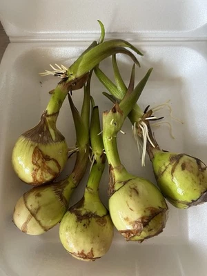 5 Sprouted Aquatic Broadleaf Arrowhead Sagittaria Latifolia Water Garden Plants - Image 1 of 4