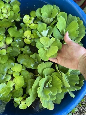 SALE (1) Water Lettuce Koi Pond Floating Plants Algae COMBINE SHIPPING FREE! - Image 1 of 4