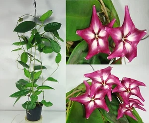 Hoya Macgillivrayi 17 Inches Healthy Mature Plant, RARE, Houseplant - Picture 1 of 6