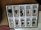 Large Real Bugs Set In Resin. Taxidermy.