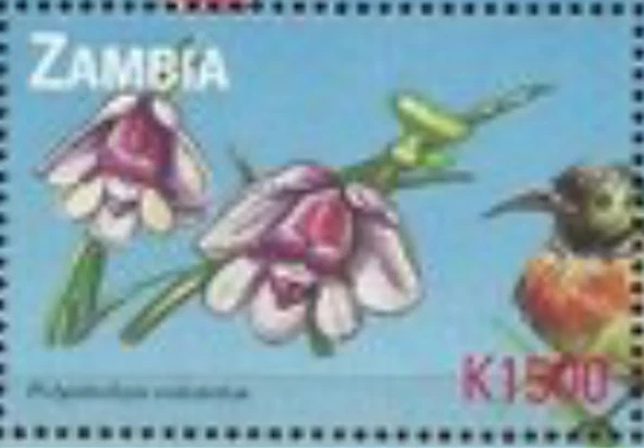 Zambia #Mi1143 MNH 2000 Polystacha Vulcanica [873f] Foto 1 de 1