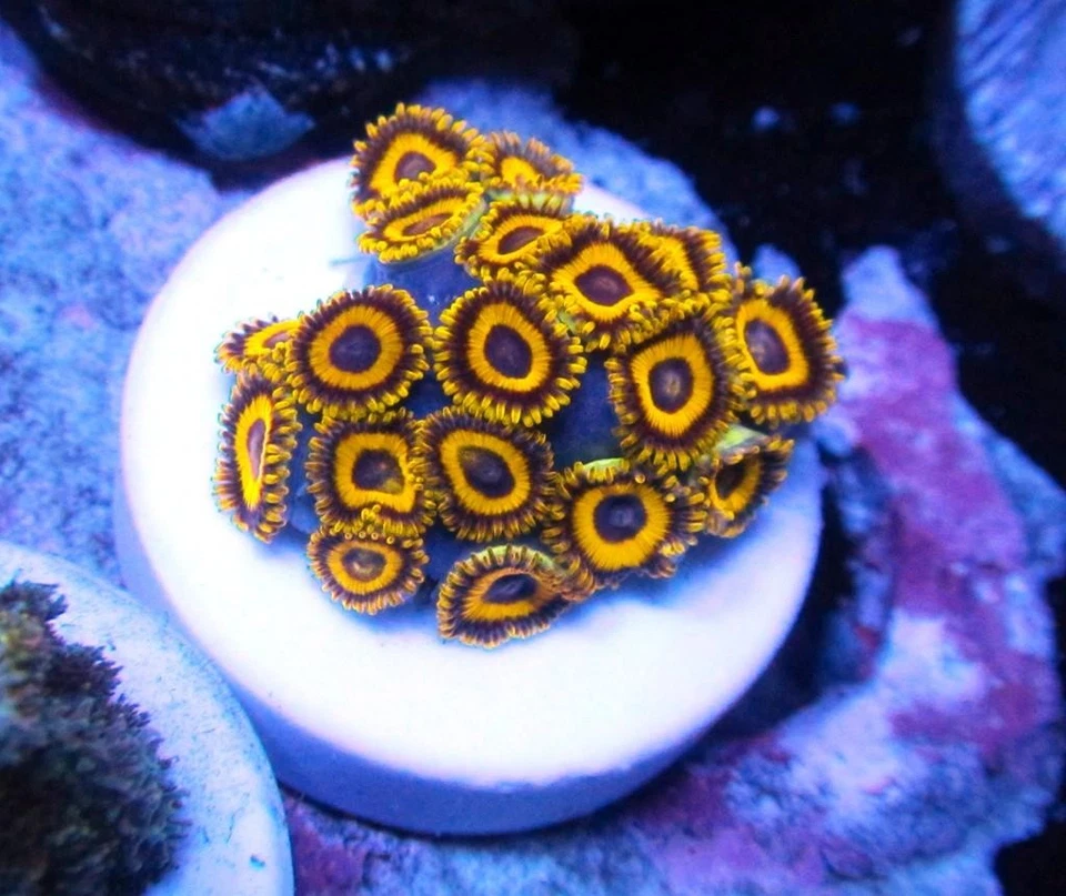 Live Coral DREEF LA LAKERS ZOANTHIDS ZOA PALY, WYSIWYG - Imagem 1 de 1