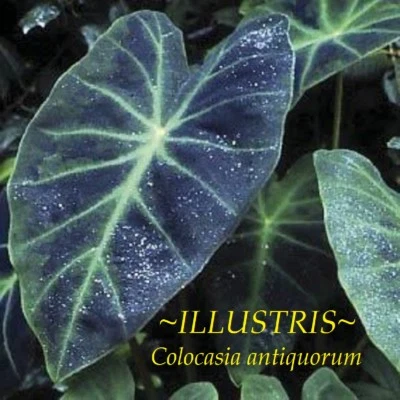 ~ILLUSTRIS~ Colocasia antiquorum ORNAMENTAL ELEPHANT EAR Live potted sml Plant  - Image 1 of 4