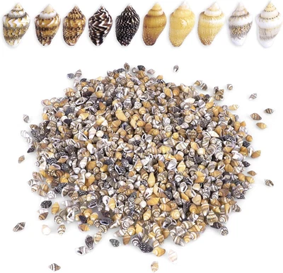 2000 PCS Tiny Mini Small Sea Shells for Crafting Spiral Conch Shells for Crafts - Image 1 of 4