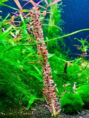 8 Inch Shrimp Lollies 10 Sticks - All in One Lollies-Homemade in USA Shrimp Food - Image 1 of 4