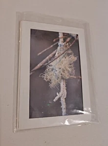 Oak Moss Columbia South Carolina Photo Card by Tom Baurley 2012 - Bild 1 von 3